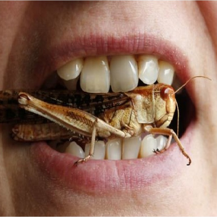 Insects Are the New Protein